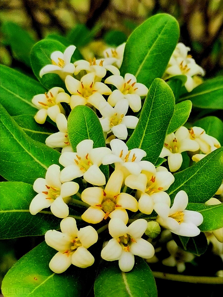 一花一深情，百花争艳时光美，万紫千红岁月好，有情有爱心欢喜