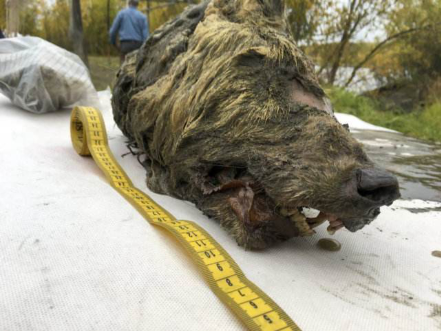 北极“高烧”不断，史前生物遗骸陆续现身，冰层下的病菌或会苏醒