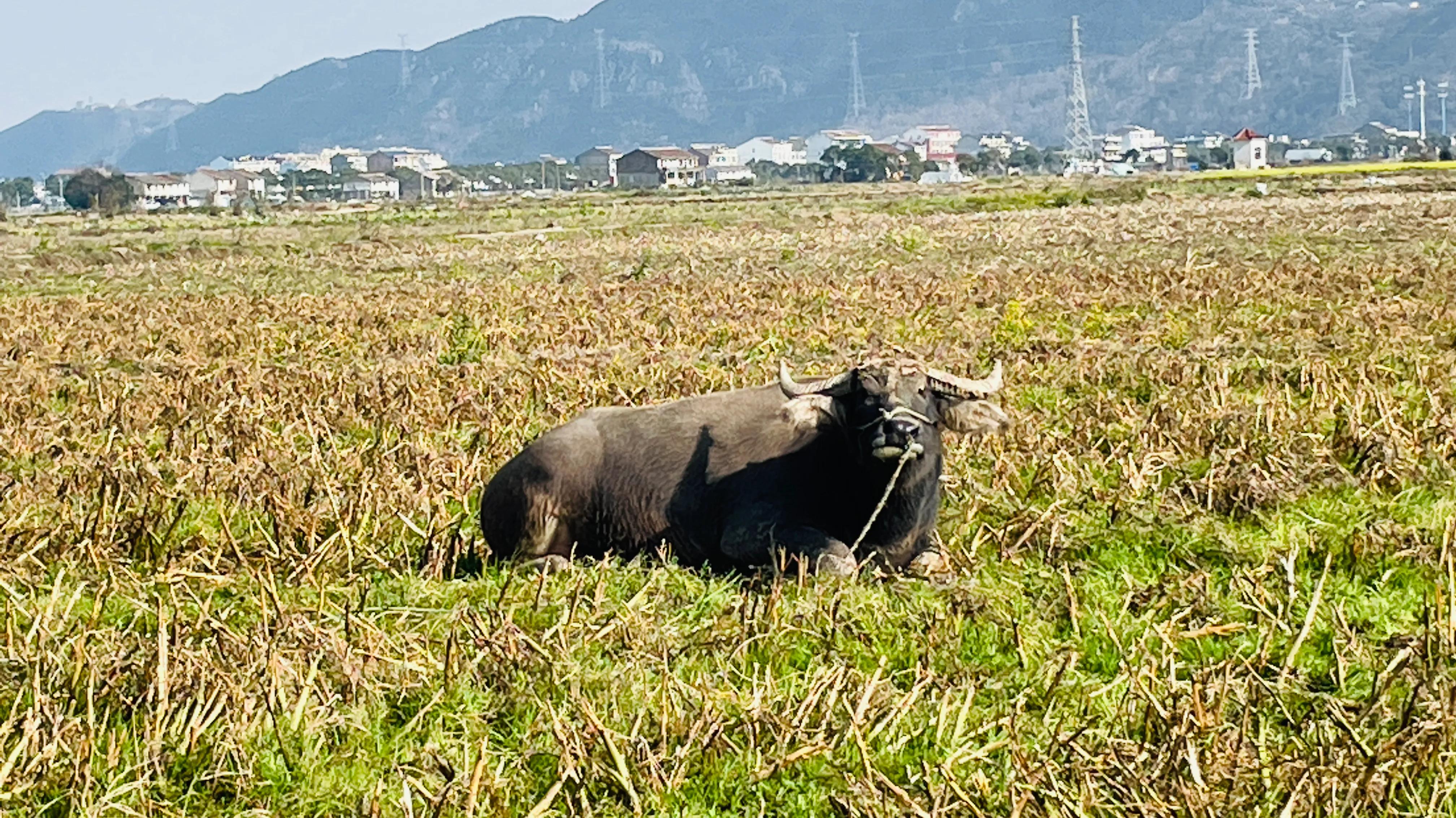 广西水牛价格今日多少一斤,广西水牛牛犊批发市场-皮皮自媒体