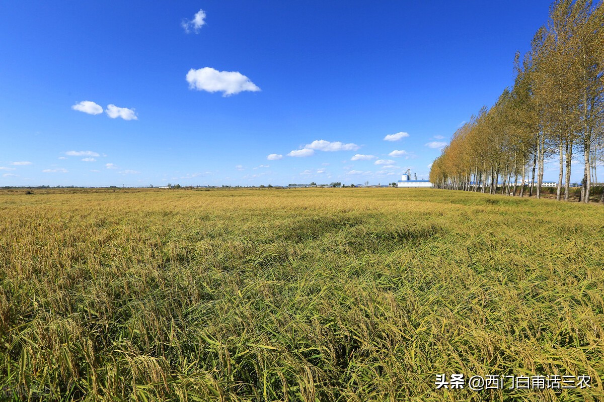 市场上的五常大米买10袋9袋是假的，你确定你买的是真五常米吗？