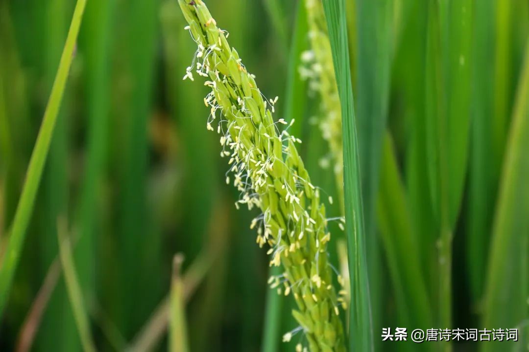 青绿田畴间(禾苗青青，夏日清新)