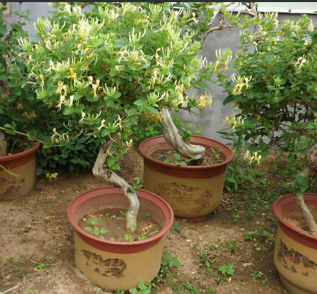 家里养金银花，有金有银“有钱花”，摘花泡茶，养人旺家