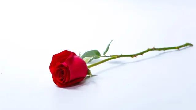 õ�廨11��ĺ��壨õ�廨11�������yi��-��Ʒ�����