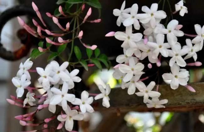 芳枝馥郁，仙气飘飘的素馨花