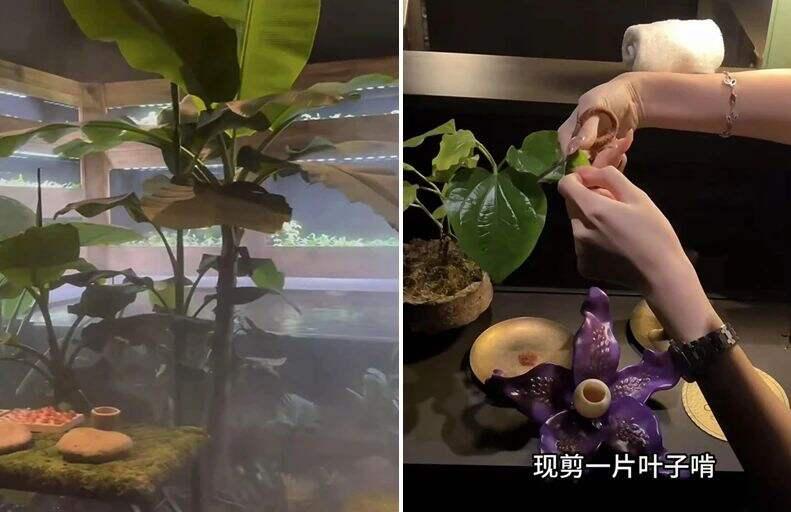 春城夜谭丨“3888元尝大象粪便”餐厅被调查，哗众取宠只能自食苦果