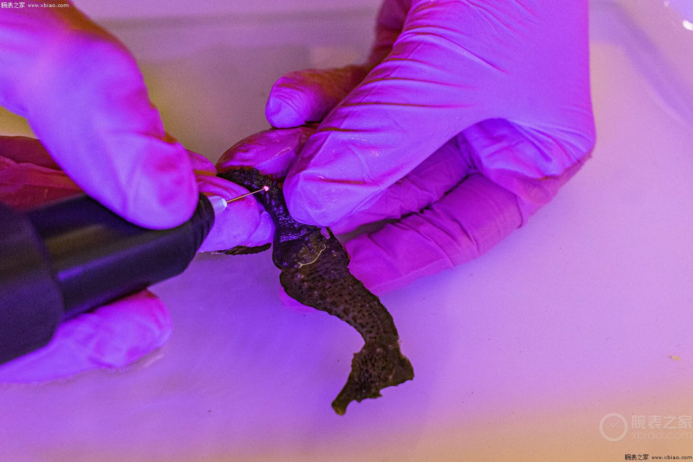 欧米茄宣布支持海马系列海马救援中心