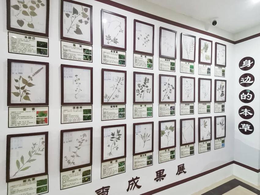 云梦:“身边的本草”带您走近中医药文化角!