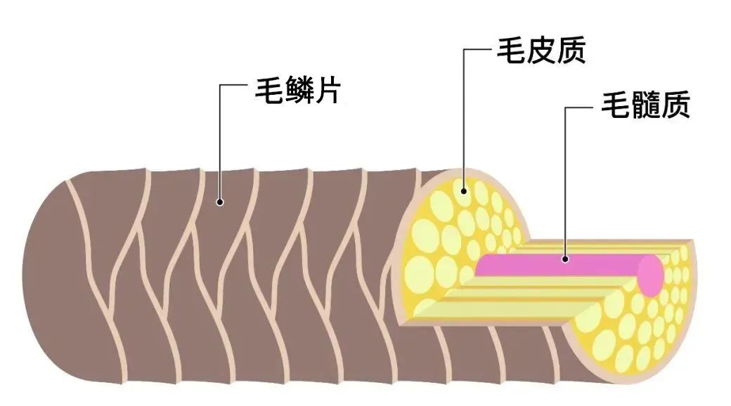 洗头自然干和吹干哪个好？大部分人都做错了！