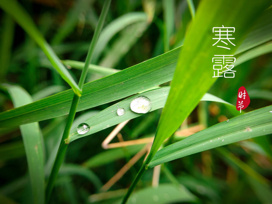 寒露至|做好这几点,秋冬不生病
