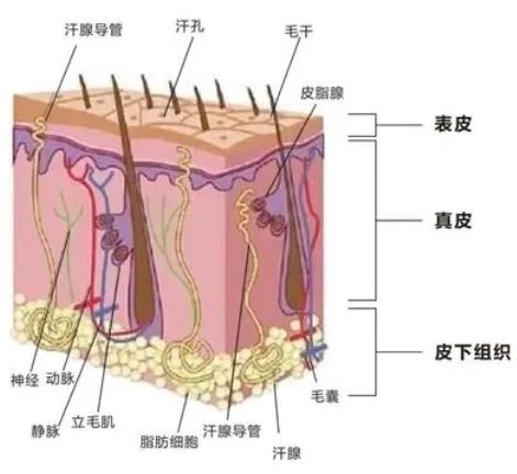 洗头自然干和吹干哪个好？大部分人都做错了！