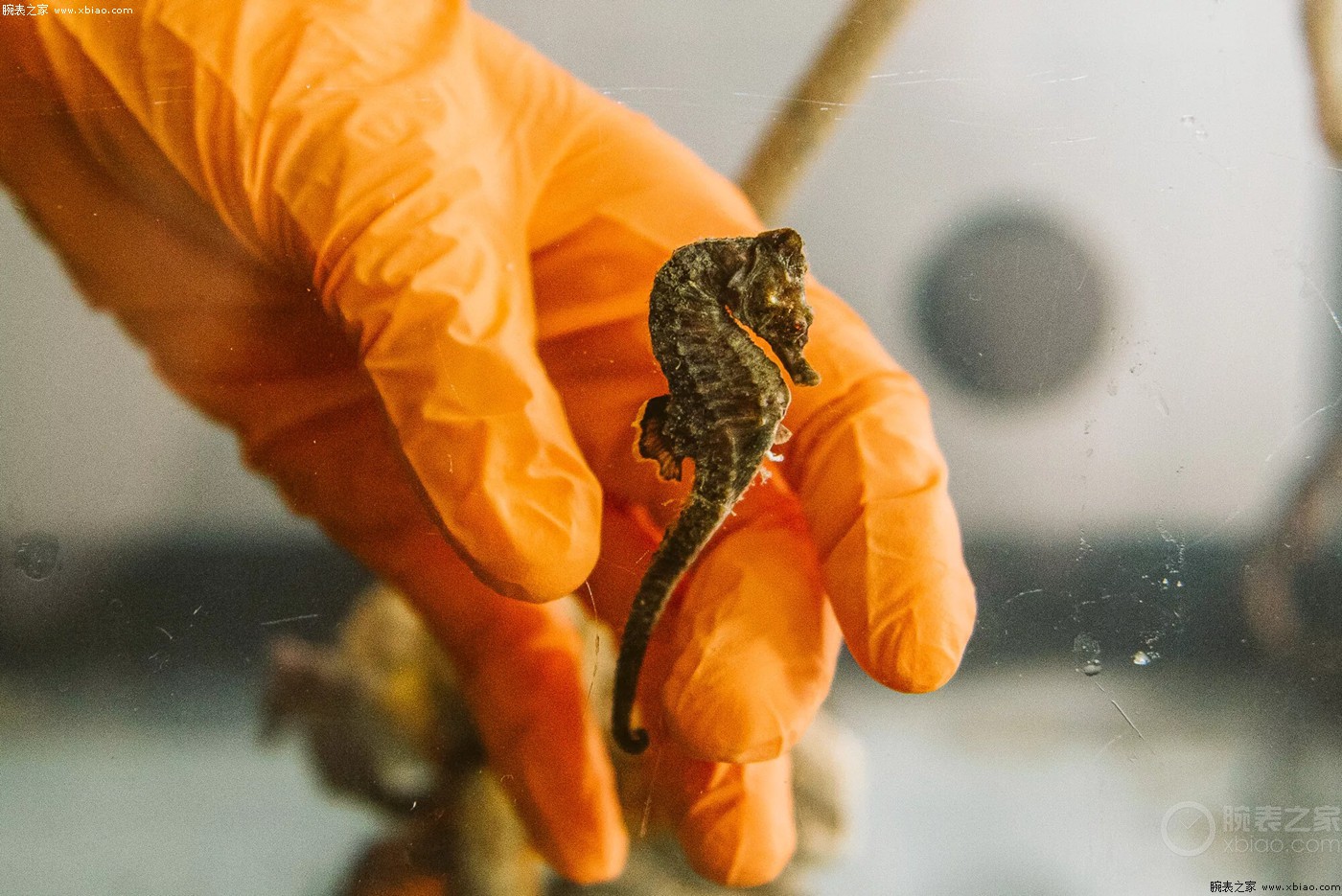 欧米茄宣布支持海马系列海马救援中心