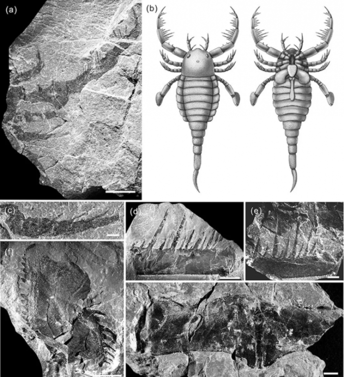 科学家发现4亿年前的巨型“蝎子”化石 体长接近1米-第1张图片-IT新视野