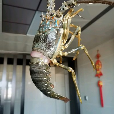 小青龙虾做法（教你做零失败芝士焗小青龙）