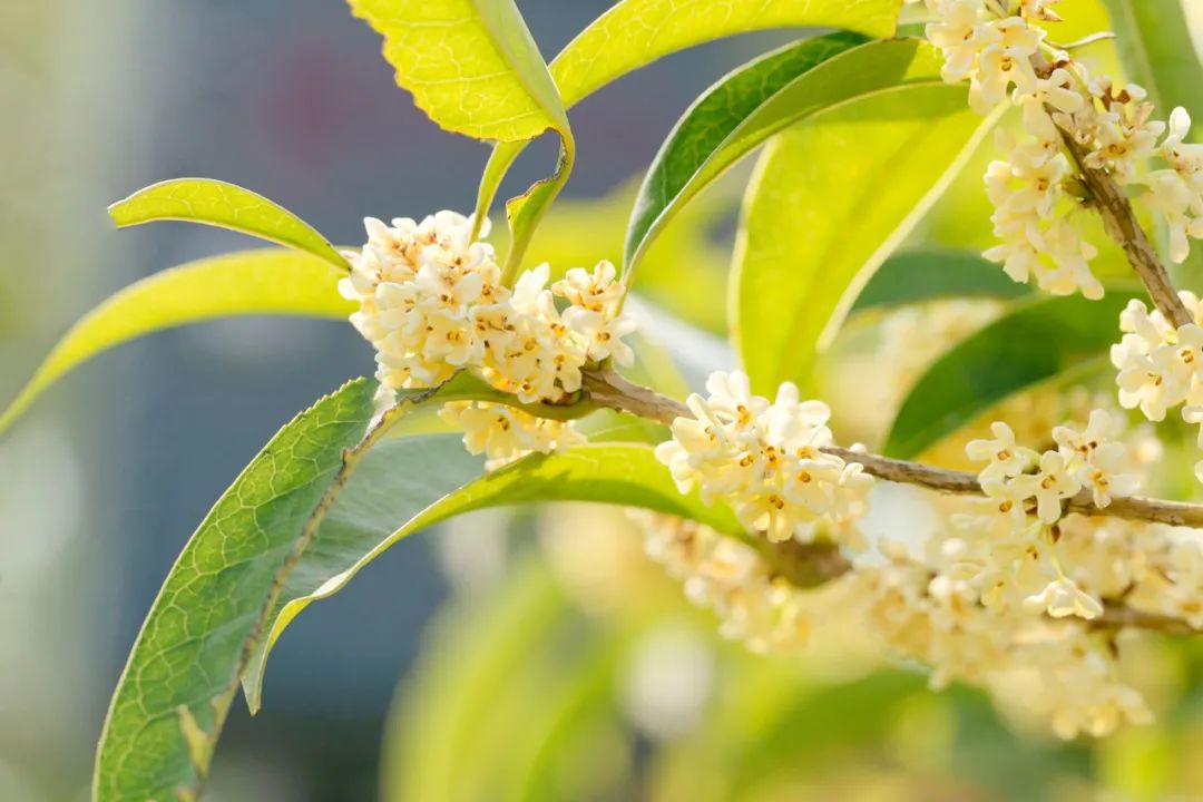 桂花茶的功效（小小桂花大“能量”，香气飘飘的桂花既是食材