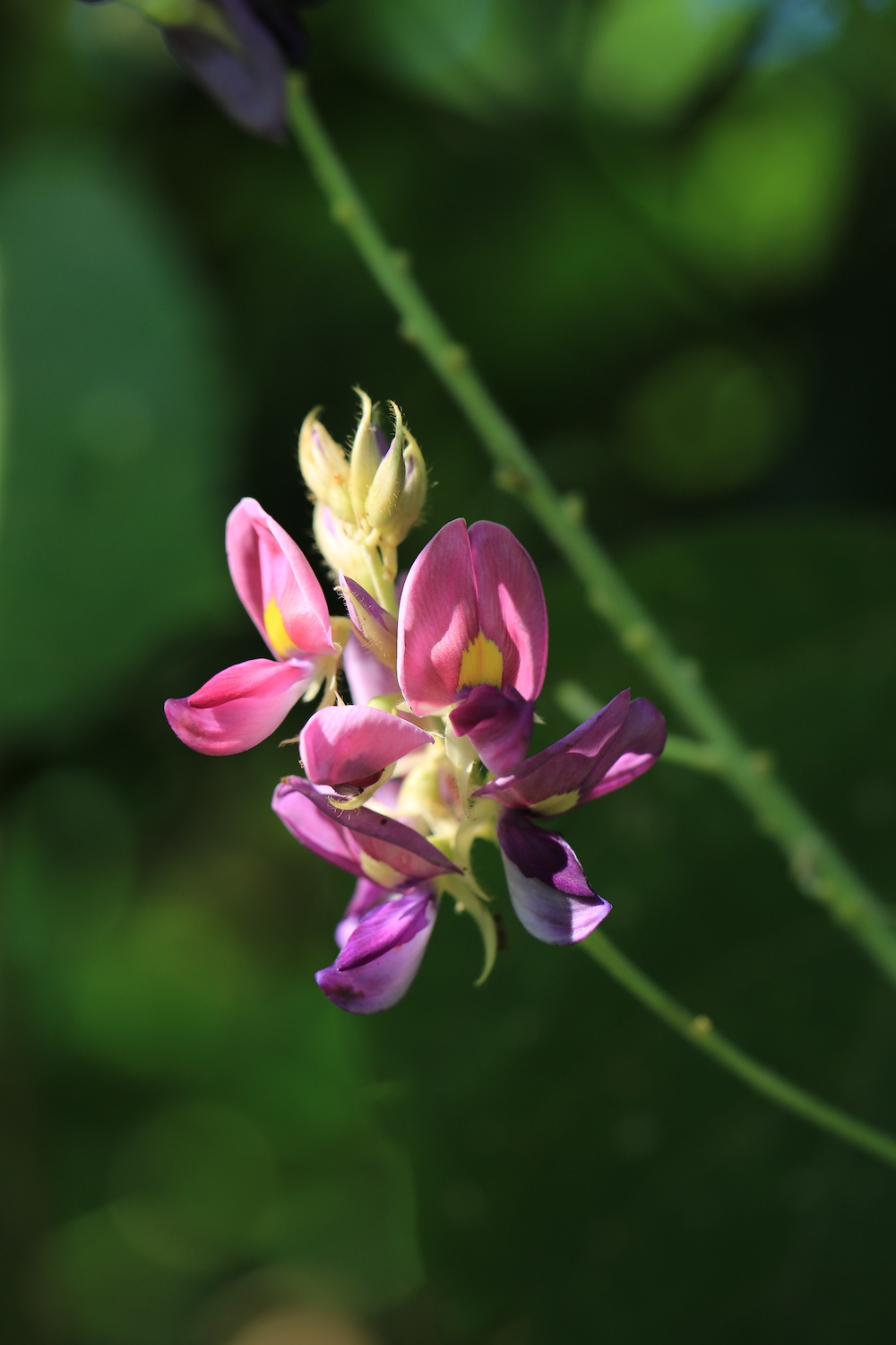 中国人喜爱的葛,为何到美国成了"恶魔"?