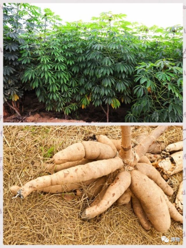 你说芋头软糯香甜,其实全身都是毒