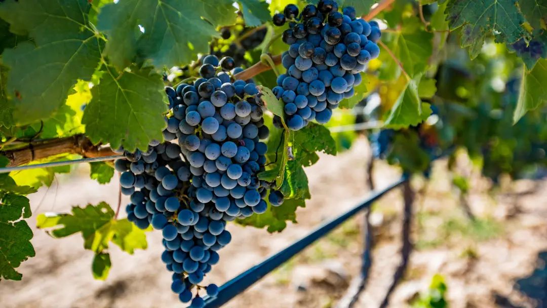 这里是宁夏——银川！