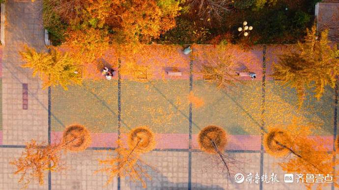 金色满园落叶缤纷！秋日美景上线，济南这所大学美出了圈