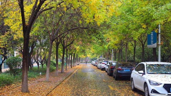 金色满园落叶缤纷！秋日美景上线，济南这所大学美出了圈