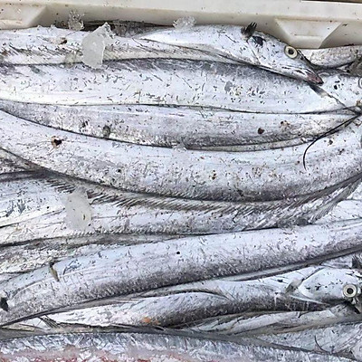 紅燒帶魚,紅燒帶魚的家常做法