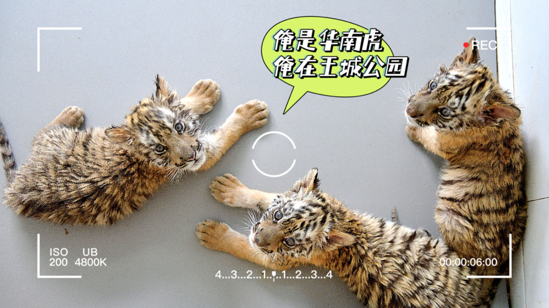 王城公园动物园要搬迁？官方回复...