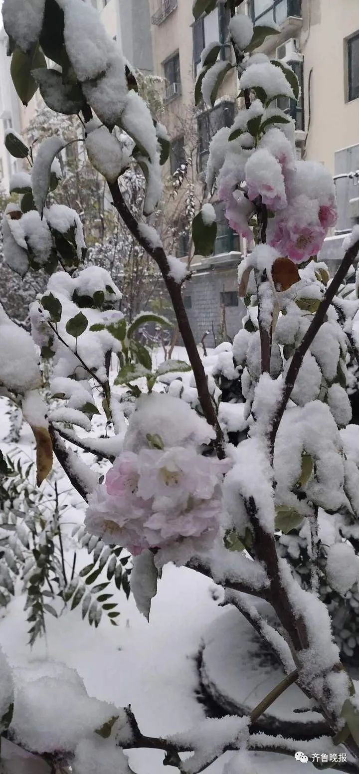 初雪已“到账”!济南、德州、聊城...多地“勇闯天涯”,朋友圈“全白了”