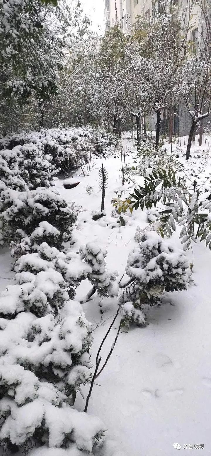 初雪已“到账”!济南、德州、聊城...多地“勇闯天涯”,朋友圈“全白了”