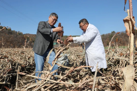 高粱产地,高粱产地在什么地方最多