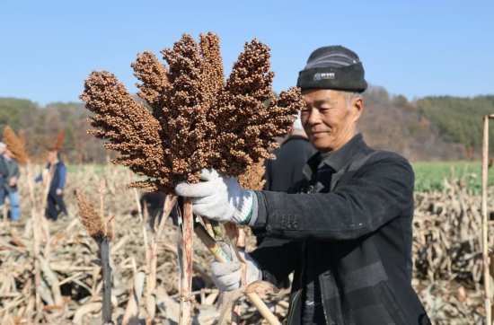 高粱产地,高粱产地在什么地方最多