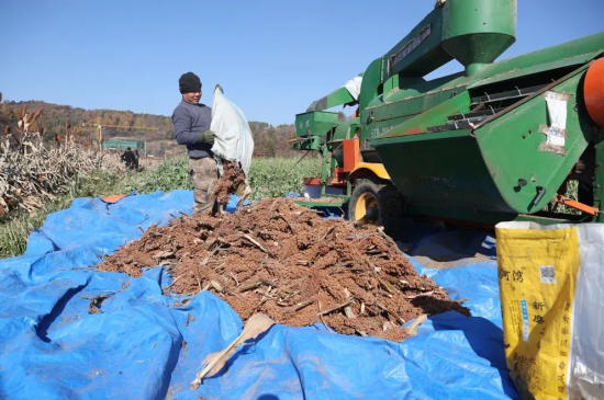 高粱產地,高粱產地在什么地方最多
