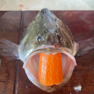 松鼠桂鱼做法「松鼠桂鱼做法英文」