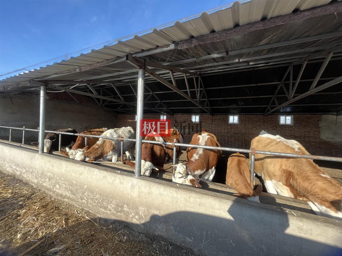 最强暴雪过后的内蒙古通辽：蔬菜和饲料价格齐涨，牛羊肉价格不升反降