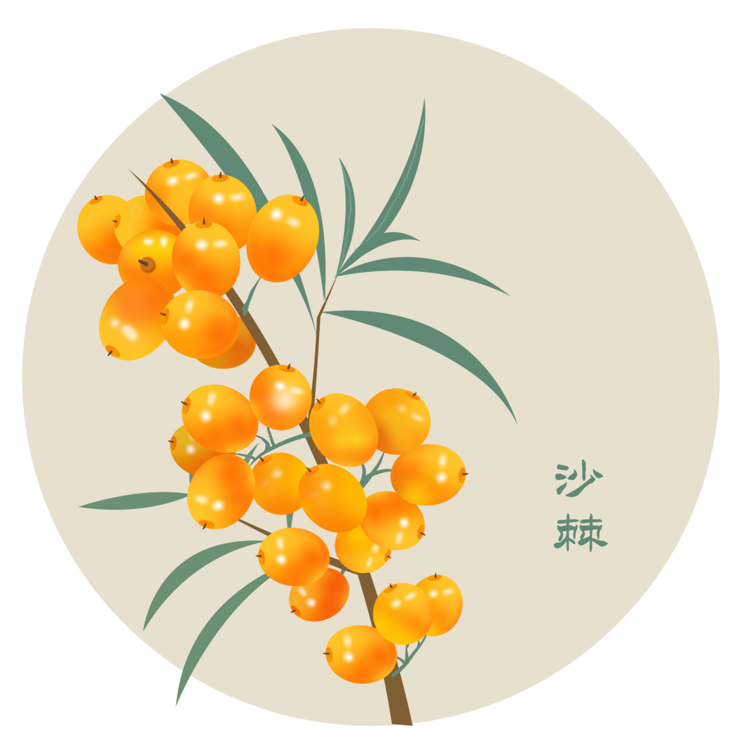 医学冷知识丨野果沙棘成网红，药学价值知多少？