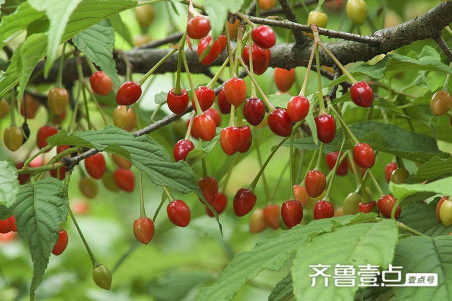 「青未了」姜宏芬|山野之间