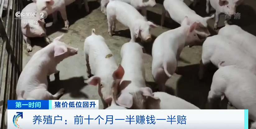 猪肉价格涨了近30%！还会继续涨吗……农业农村部释放重要信号