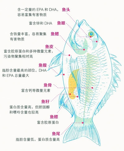 鱼的组成部分名称图片