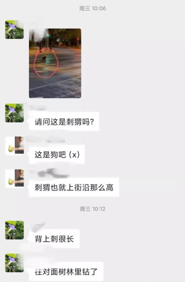 豪豬圖片,豪豬圖片和刺猬的區(qū)別