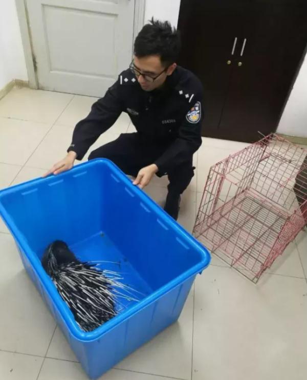 豪豬圖片,豪豬圖片和刺猬的區(qū)別