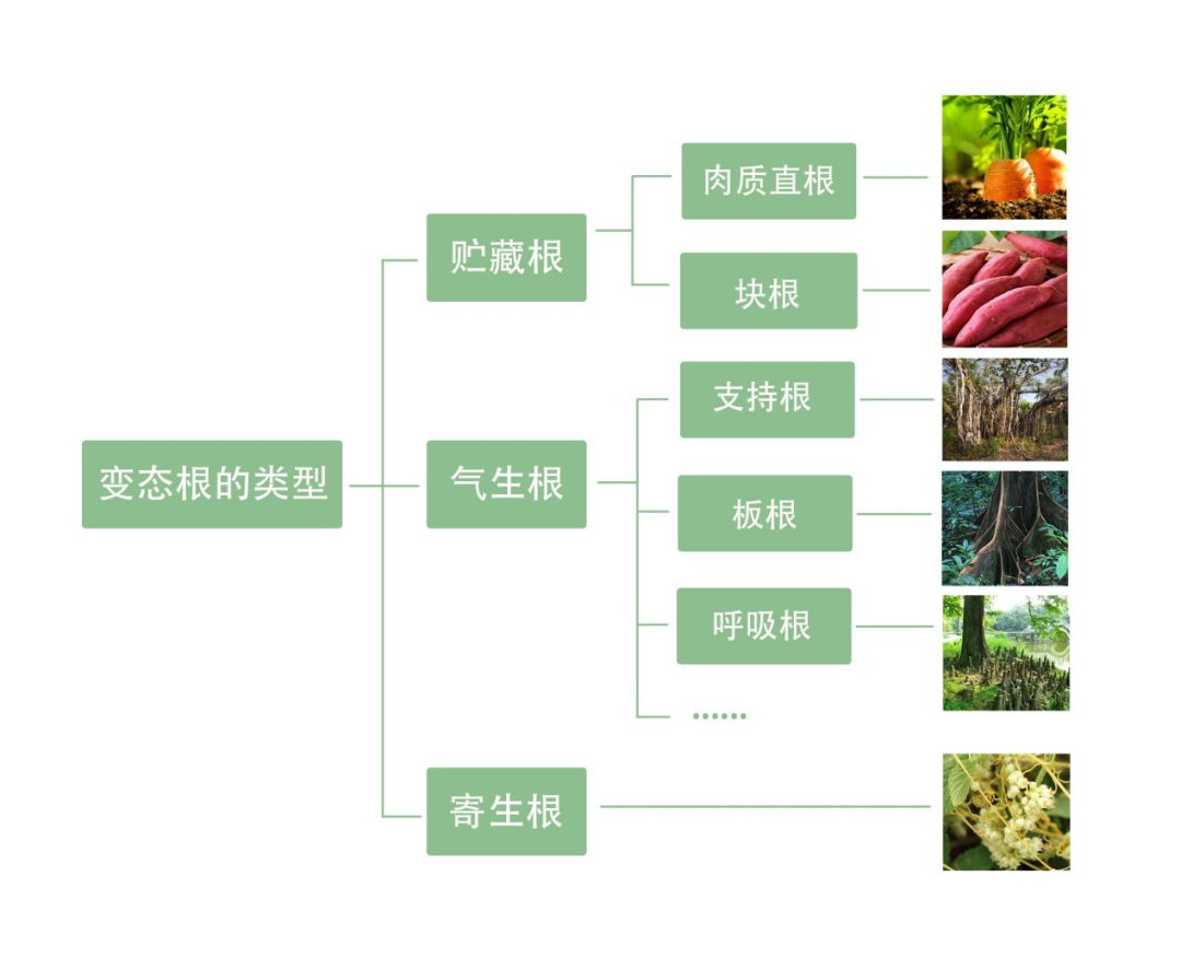 变态根有哪些（带你了解闻所未闻的板根智慧）