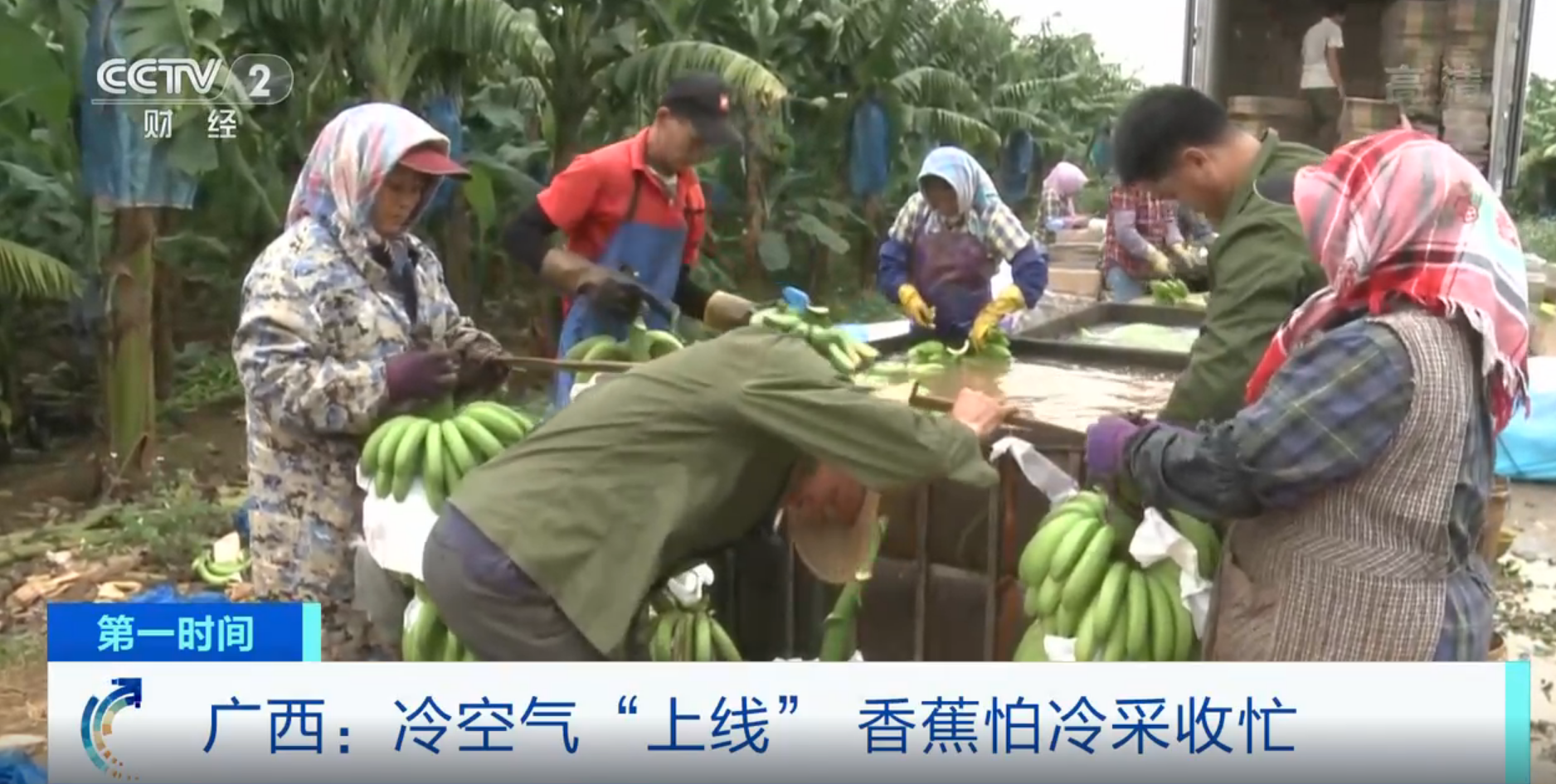 拼速度！广西冷空气“上线”，香蕉怕冷采收忙