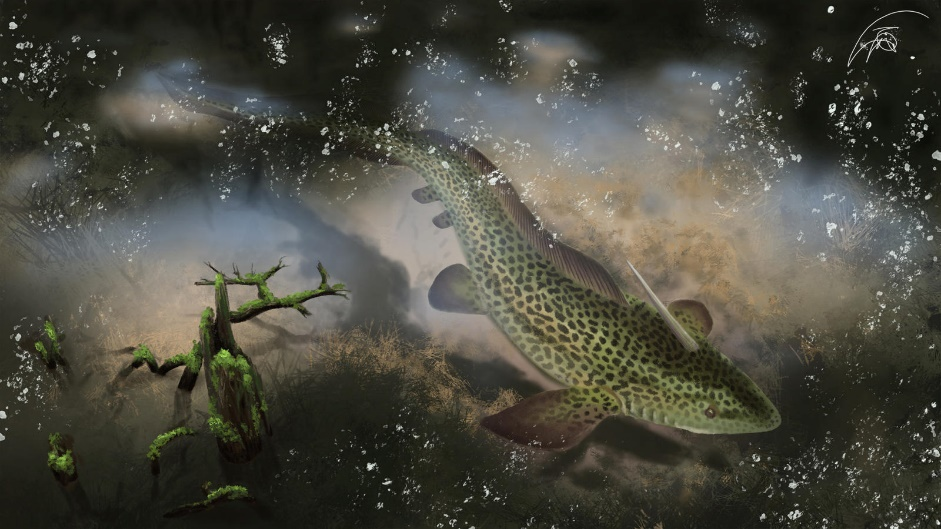 长有棘刺的异刺鲨在水底漫游胸脊鲨的背鳍如同刨刀鲨鱼正是靠着矫健的