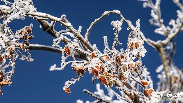 【今日小雪】忆岱顶初雪