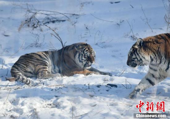 长春东北虎(吉林长春：东北虎雪地撒欢卖萌)