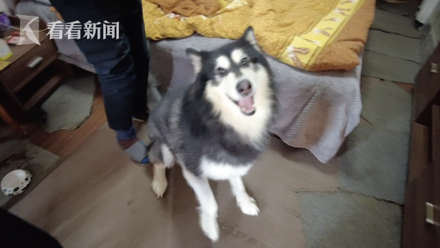 租客两只宠物犬半夜狂吠引发投诉 一查狗证竟过期