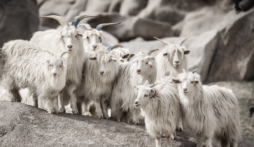 【便民】羊绒衫、羊毛衫差不多？羊绒衫的品质该如何判断？来看解答→