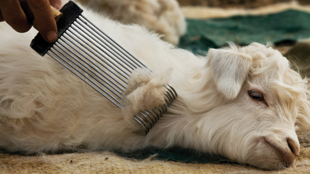 【便民】羊绒衫、羊毛衫差不多？羊绒衫的品质该如何判断？来看解答→