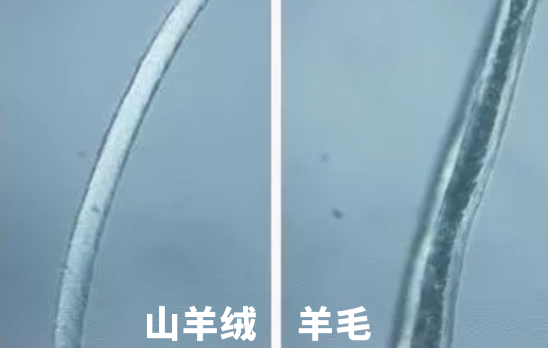 【便民】羊绒衫、羊毛衫差不多？羊绒衫的品质该如何判断？来看解答→