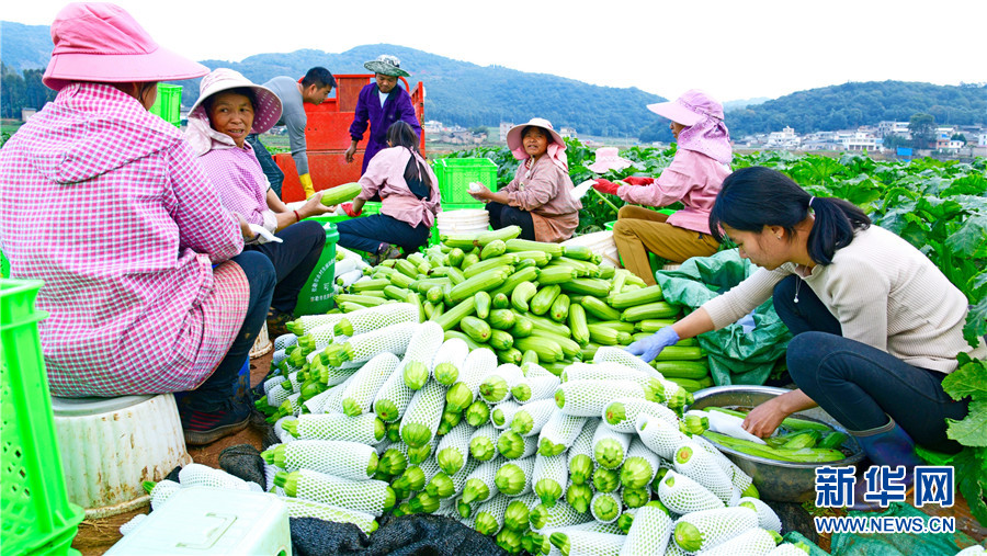 西葫蘆產地,西葫蘆產地在哪里