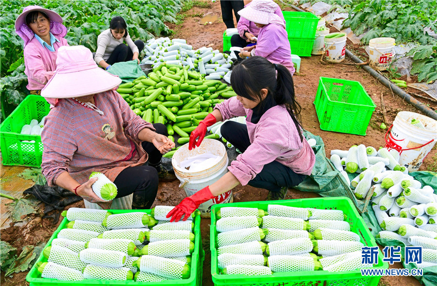 西葫蘆產地,西葫蘆產地在哪里