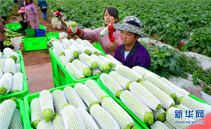 西葫蘆產地,西葫蘆產地在哪里